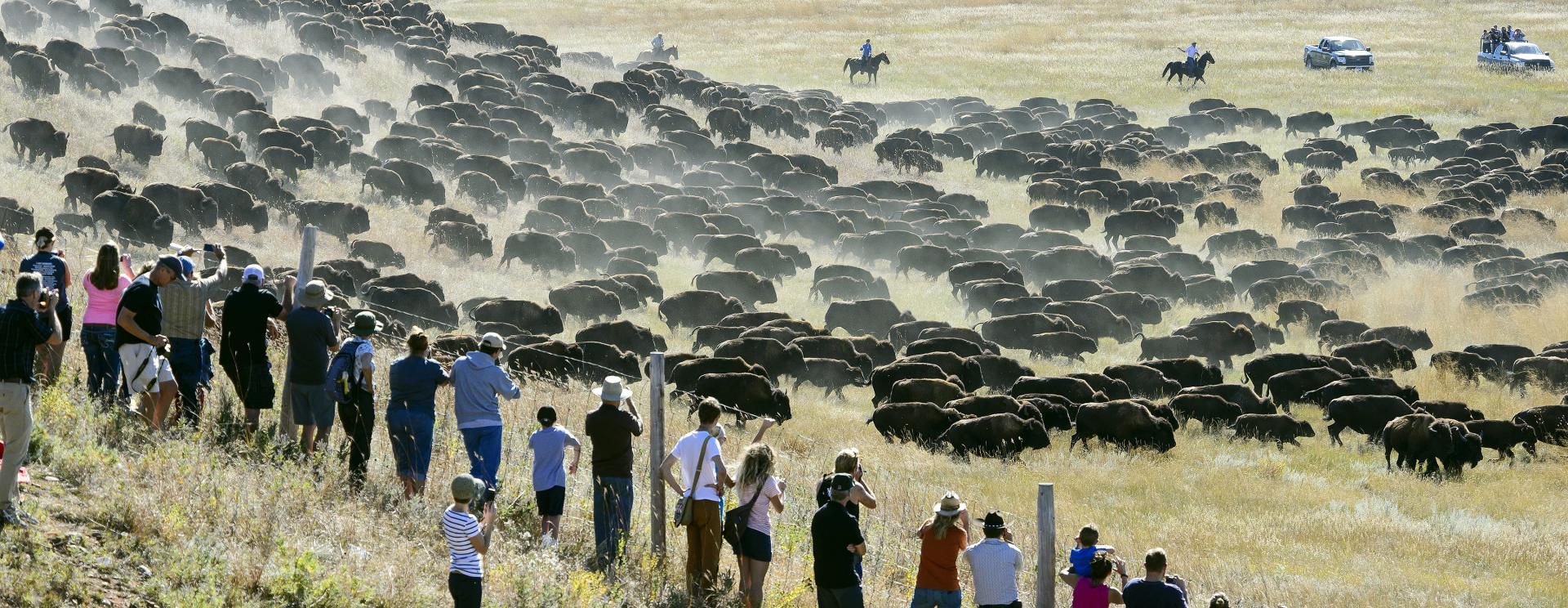 2024 Custer State Park Buffalo Roundup BLACK HILLS OPENTOPTOURS